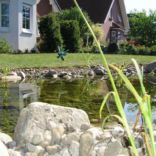 klares Teichwasser dank Bepflanzung und wenig Fischen im Teich