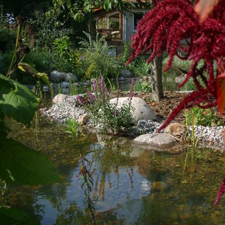 Blick auf einen Gartenteich