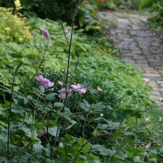 Herbstanemone im Naturgarten